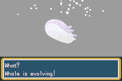 Wailmer (the Ball Whale Pokémon)