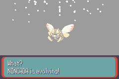 Nincada (the Trainee Pokémon)